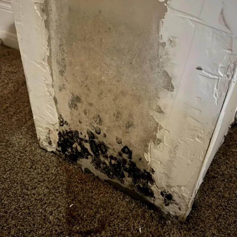 Professional Mold Removal in Augusta, AR